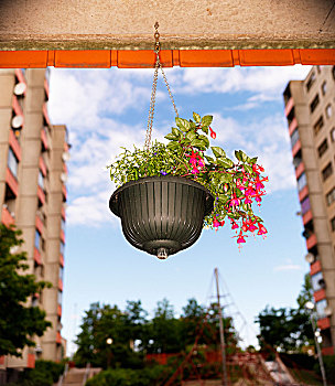 悬挂,花盆,斯德哥尔摩,瑞典