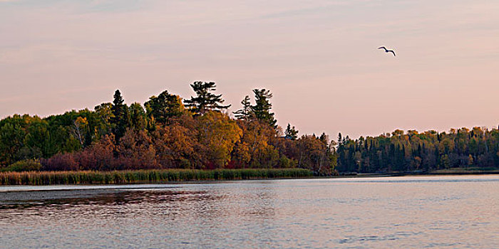 树,湖岸,海鸥,湖,木头,安大略省,加拿大