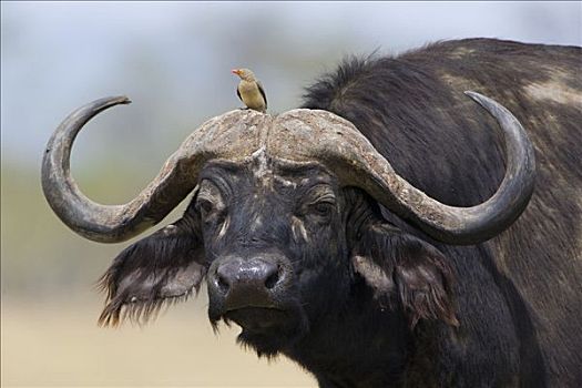 南非水牛,非洲水牛,红嘴牛椋鸟,头部,纳库鲁湖国家公园,肯尼亚