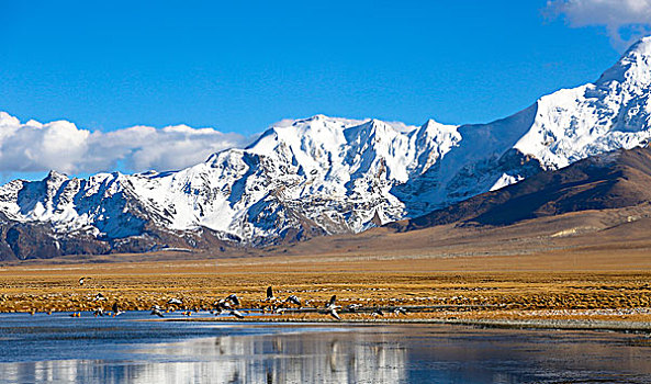 雪山和湿地