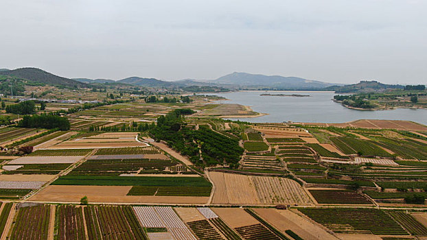 山东省日照市,万亩茶园染绿乡村大地,茶产业助农民致富