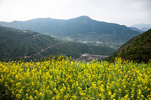 山中的油菜花梯田,2015年3月31日,摄于江西婺源江岭