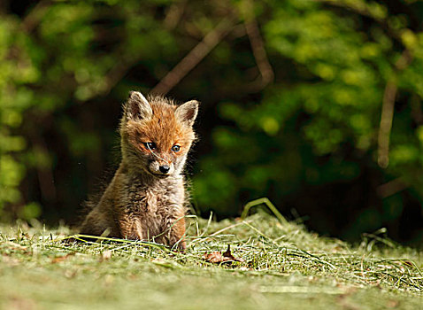 红狐,狐属,小动物,黑森州,德国,欧洲