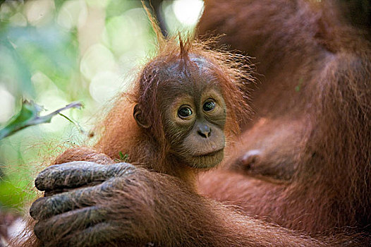 苏门答腊猩猩,一个,一半,幼仔,拿,母亲,古农列尤择国家公园,北方,苏门答腊岛,印度尼西亚