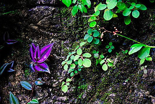 植物,紫叶