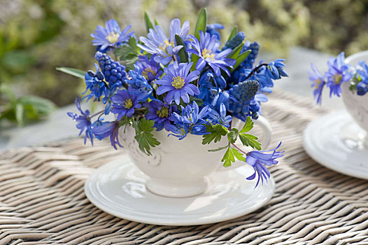 蓝色,迷你,花束,杯子,希腊银莲花,光线,银莲花