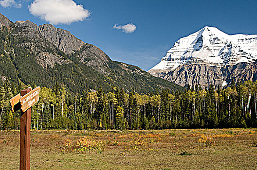 罗布森山,前景,树林,早,秋色,不列颠哥伦比亚省,加拿大