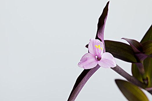 紫锦草,紫鸭跖草,setcreaseapurpureaboom