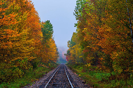 轨道,彩色,树,秋天,魁北克,加拿大,北美