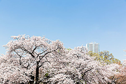 盛开,樱桃树,新宿御园,国家,花园,新宿,东京,日本