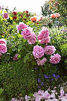 粉色,玫瑰,倚靠,上方,盒子,树篱,阳光