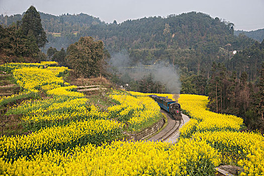 行驶在四川乐山市犍为县嘉阳小火车蜜蜂岩站油菜花地间的小火车