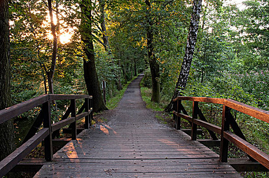 木质,桥,树林,黃昏,生物保护区,勃兰登堡,德国,欧洲