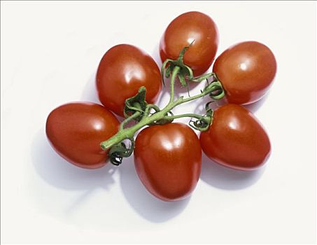 犁形番茄,白色背景