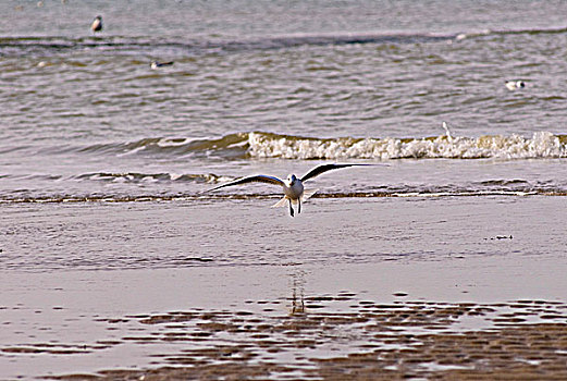 海鸥,飞跃,海滩