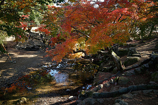 日本奈良公园