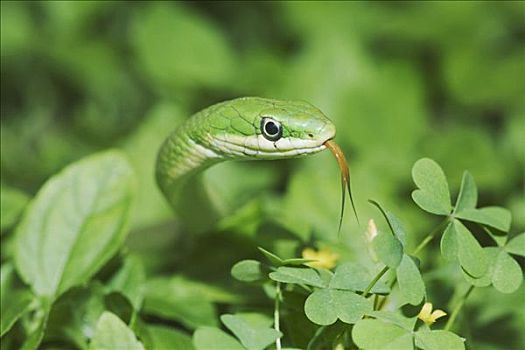 绿色,蛇,成年,伸出舌头,德克萨斯,美国
