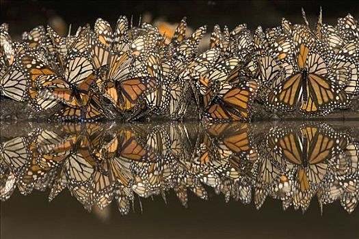 帝王蝴蝶,蝴蝶,聚会,喝,水,拿,向上,矿物质,米却阿肯州,墨西哥