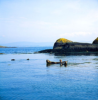 爱尔兰,海豹,水