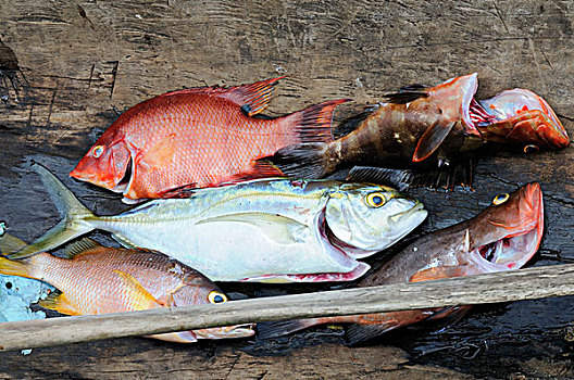 死,珊瑚,鱼,独木舟,博卡斯德尔托罗,加勒比海,巴拿马,中美洲