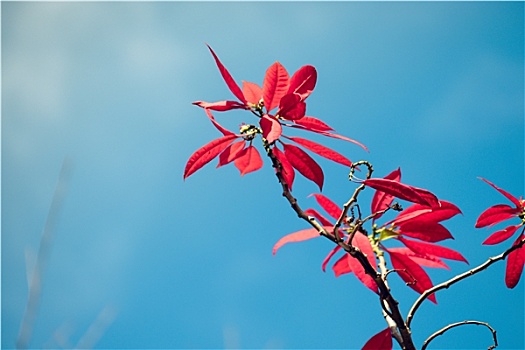 彩色,红枫,叶子,枝条,自然,蓝天