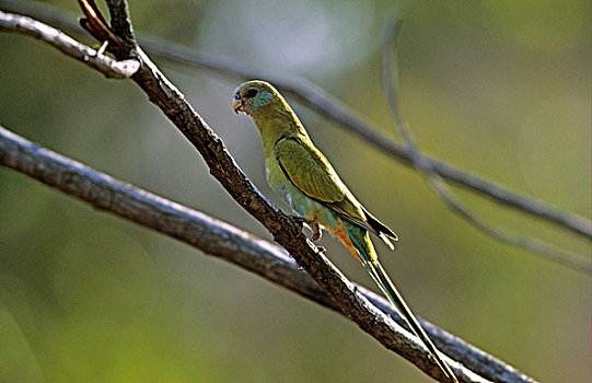 兜帽,鹦鹉,树,北领地州,澳大利亚