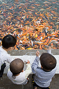 中国人,孩子,看,喂食,锦鲤,鲤鱼,金鱼,水塘,鱼肉,游动,狂怒,食物,热带,公园,广西,华南