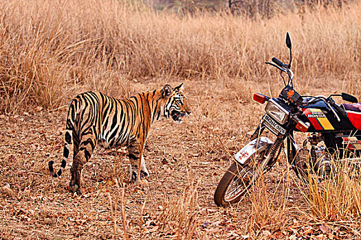 皇家,孟加拉虎,摩托车,虎,自然保护区,印度