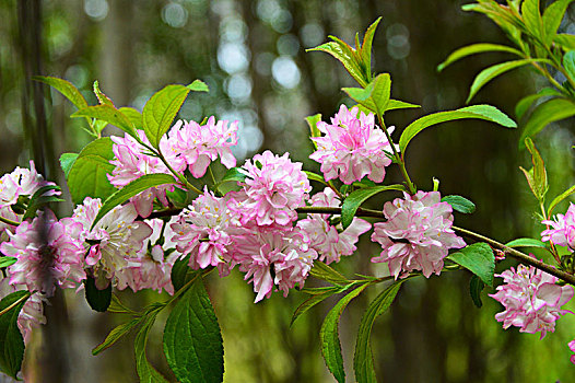 麦李花