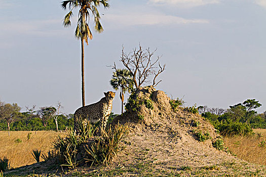印度豹,猎豹,白蚁窝,奥卡万戈三角洲,博茨瓦纳