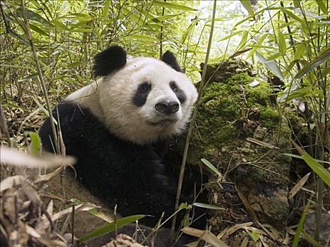大熊猫,野生,成年,巢穴,竹林,中国