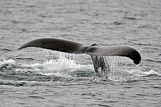 驼背鲸,大翅鲸属,鲸鱼,行为,声音,温哥华岛,不列颠哥伦比亚省,加拿大