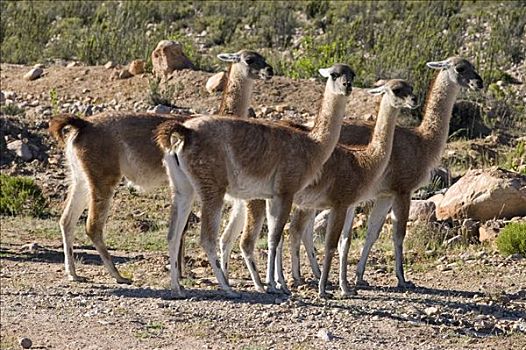牧群,原驼,阿塔卡马沙漠,智利