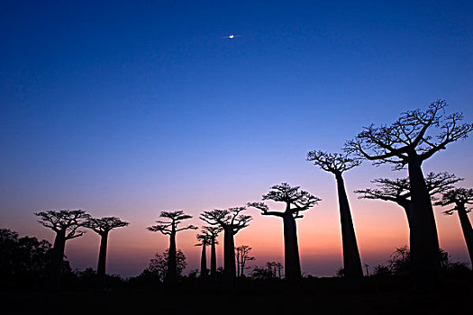 猴面包树,日落,穆龙达瓦,马达加斯加,非洲