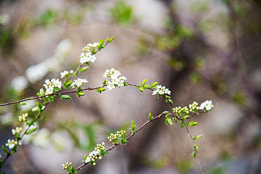 春季盛开的绣线菊花朵特写