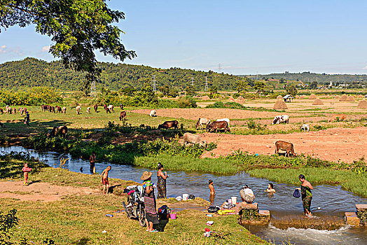 女人,洗,衣服,河流,牛,地点,掸邦,缅甸