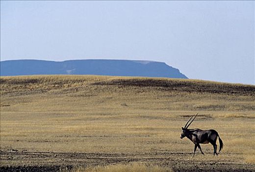 长角羚羊,索苏维来地区,纳米比诺克陆夫国家公园,纳米比亚,非洲