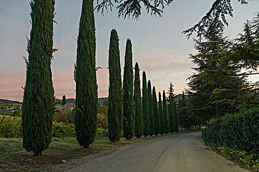 风景,树,乡间小路,托斯卡纳,意大利