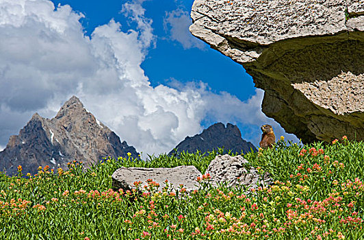 火焰草,大提顿山,山,背景,荒野,怀俄明