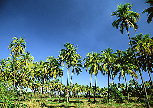 棕榈树,小树林,团聚,岛屿