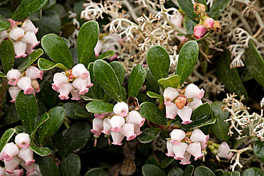 熊莓,花,瑞典,欧洲