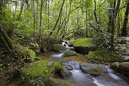 雨林,瀑布,靠近,入口,攀升,京那巴鲁山,国家公园,沙巴,婆罗洲