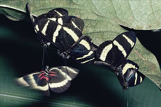 蝴蝶,雌性,出现,蛹,雨林,哥斯达黎加