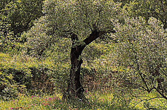 橄榄树,花园