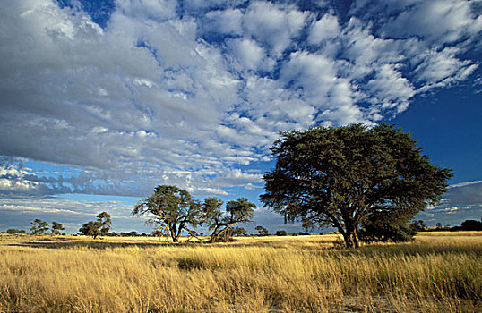 卡拉哈里沙漠,场景,卡拉哈迪大羚羊国家公园,干燥,草地,树,南非,非洲
