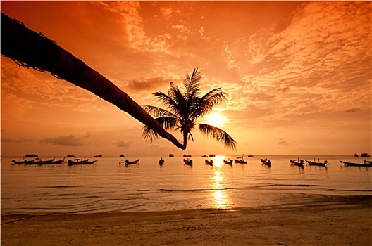日落,棕榈树,船,热带沙滩