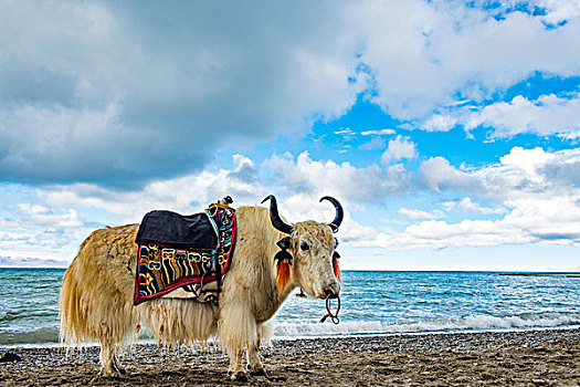 西藏纳木错湖边的牦牛