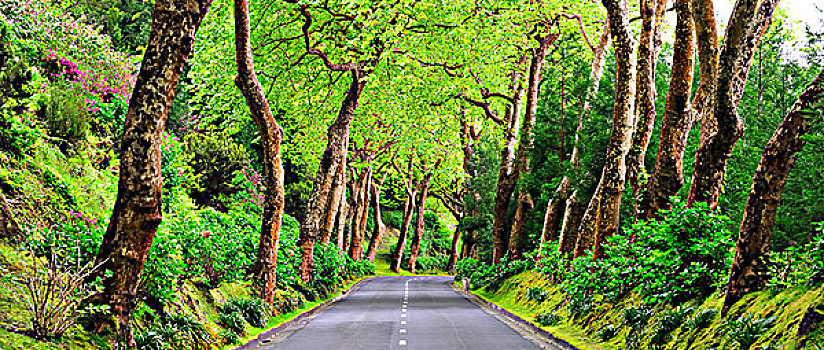 树,乡村道路,靠近,亚述尔群岛,岛屿,葡萄牙