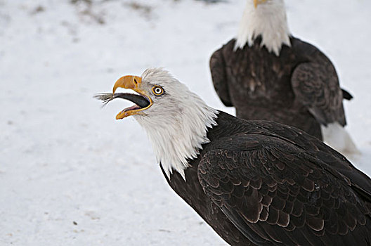 特写,白头鹰,小,鱼肉,靠近,卡契马克湾,阿拉斯加,冬天