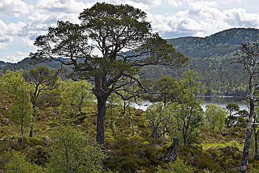 古苏格兰人,松树,靠近,因弗内斯,苏格兰,英国,欧洲
